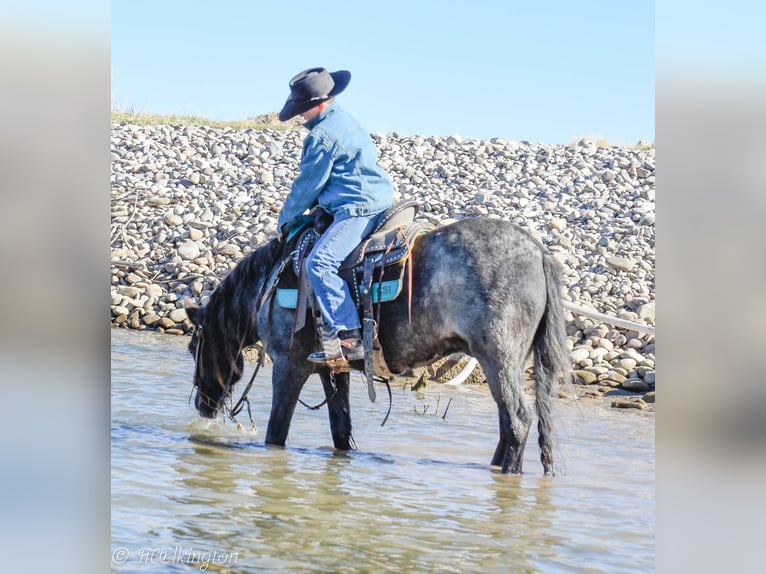 Gypsy Horse Mix Gelding 4 years 12,3 hh Roan-Blue in Rigby, ID