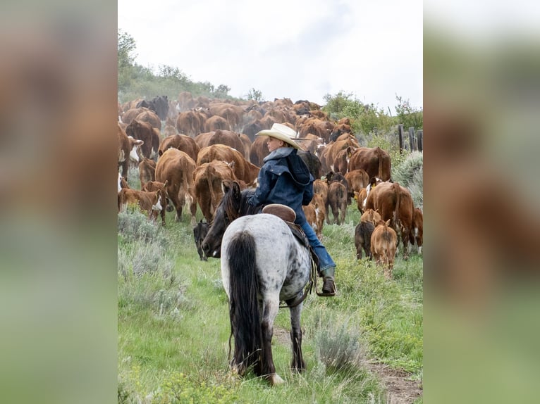 Gypsy Horse Mix Gelding 4 years 12,3 hh Roan-Blue in Rigby, ID