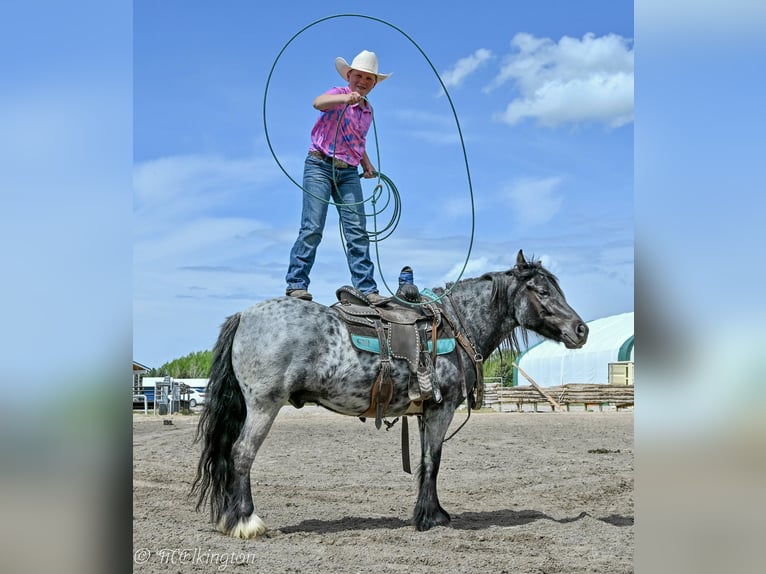 Gypsy Horse Mix Gelding 4 years 12,3 hh Roan-Blue in Rigby, ID