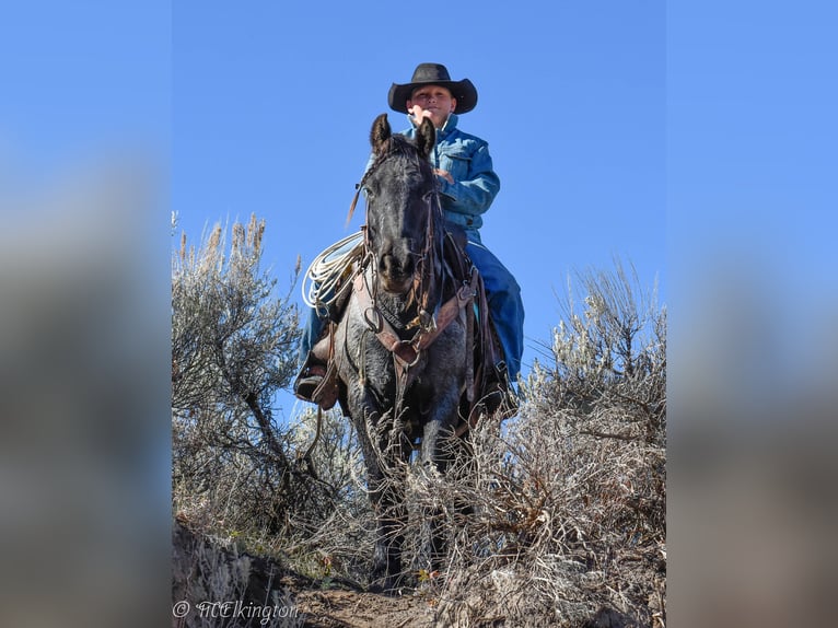 Gypsy Horse Mix Gelding 4 years 12,3 hh Roan-Blue in Rigby, ID