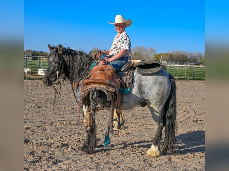 Gypsy Horse Mix Gelding 4 years 12,3 hh Roan-Blue in Rigby, ID