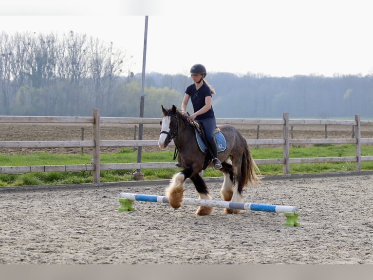 Gypsy Horse Gelding 4 years 13.1 hh Black in Pepingen