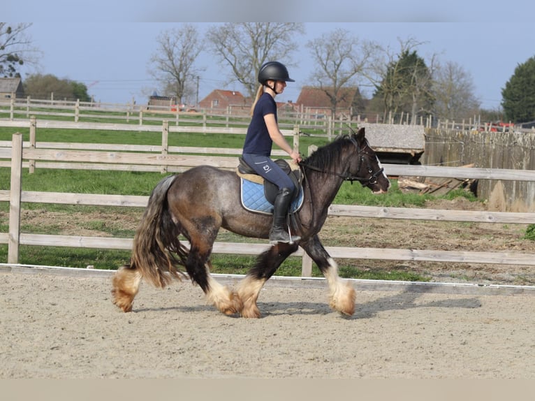 Gypsy Horse Gelding 4 years 13.1 hh Black in Pepingen