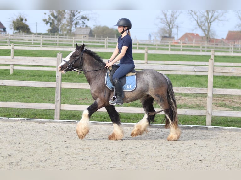 Gypsy Horse Gelding 4 years 13.1 hh Black in Pepingen
