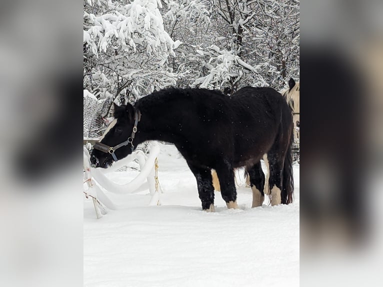 Gypsy Horse Gelding 4 years 13,1 hh Black in Geisingen