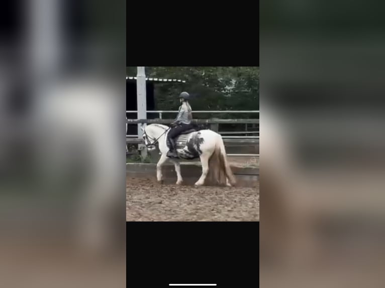 Gypsy Horse Gelding 4 years 13,1 hh in Rotterdam