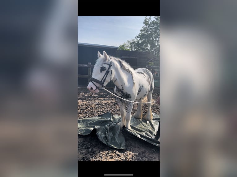 Gypsy Horse Gelding 4 years 13,1 hh in Rotterdam