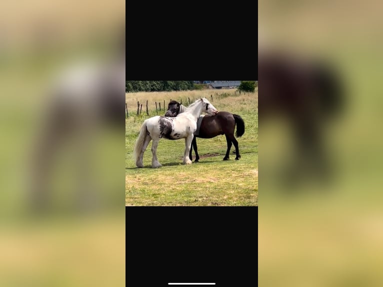 Gypsy Horse Gelding 4 years 13,1 hh in Rotterdam