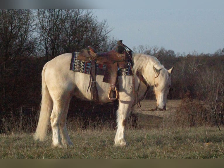 Gypsy Horse Mix Gelding 4 years 13,1 hh Palomino in La Grange, MO