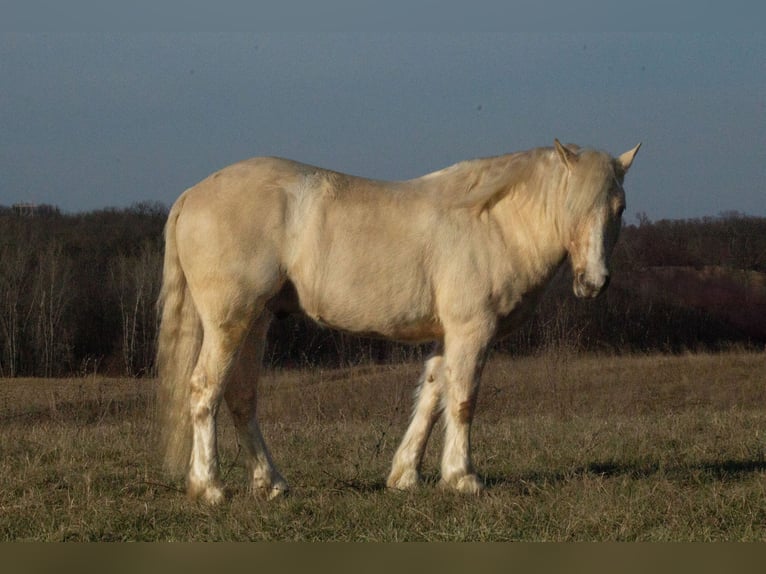 Gypsy Horse Mix Gelding 4 years 13,1 hh Palomino in La Grange, MO