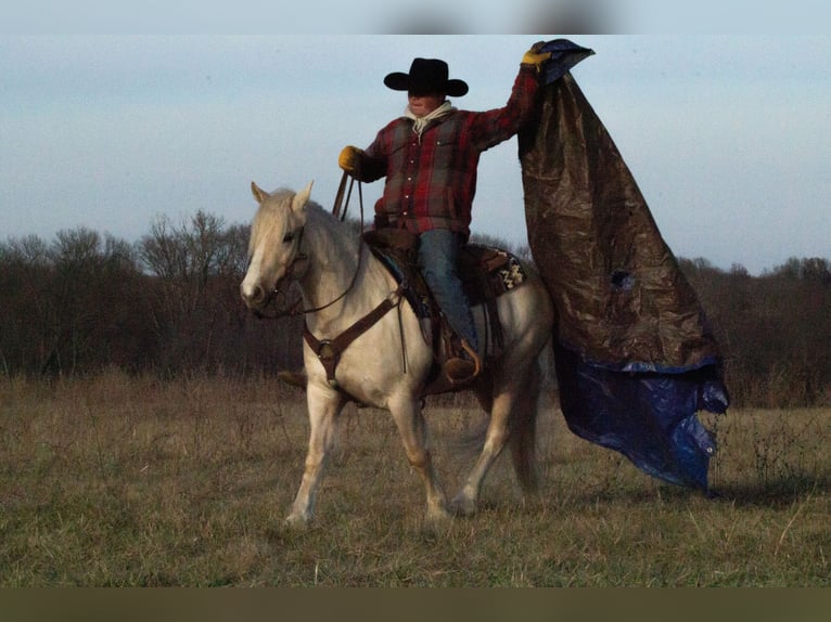 Gypsy Horse Mix Gelding 4 years 13,1 hh Palomino in La Grange, MO