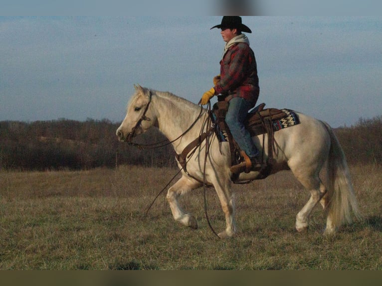 Gypsy Horse Mix Gelding 4 years 13,1 hh Palomino in La Grange, MO