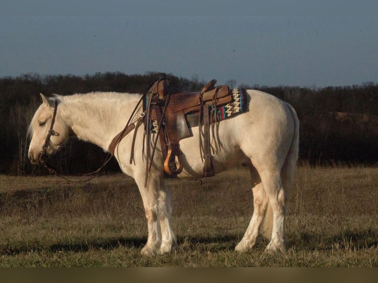 Gypsy Horse Mix Gelding 4 years 13,1 hh Palomino in La Grange, MO