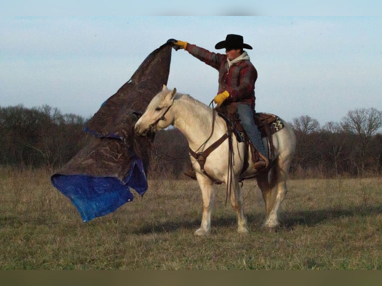 Gypsy Horse Mix Gelding 4 years 13,1 hh Palomino in La Grange, MO