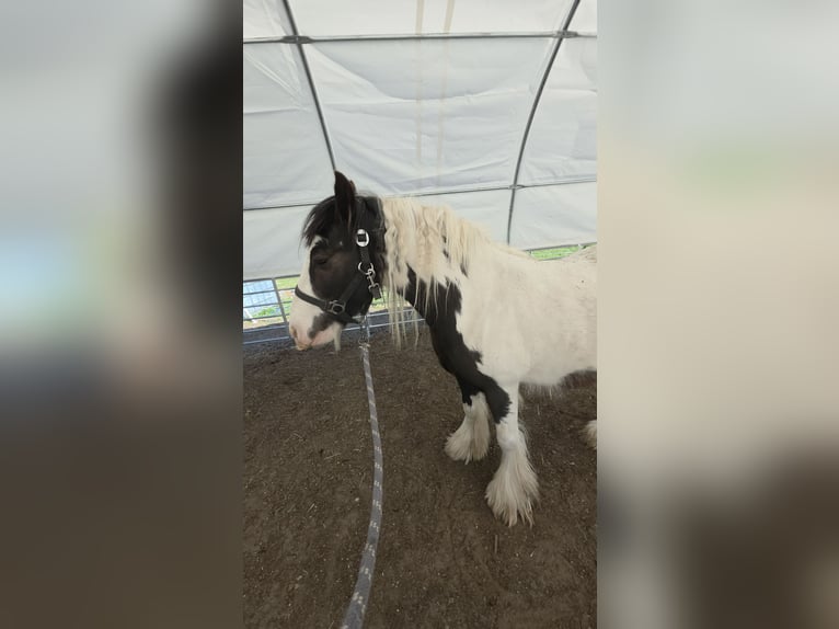 Gypsy Horse Gelding 4 years 13.1 hh Pinto in Coswig