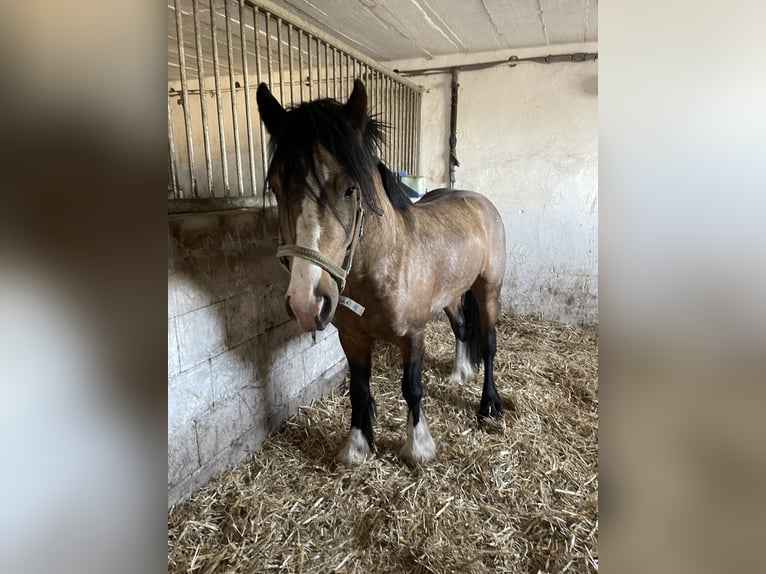 Gypsy Horse Mix Gelding 4 years 13,1 hh Red Dun in skoki