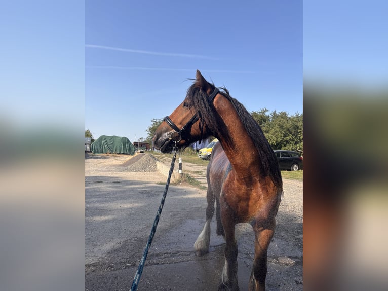 Gypsy Horse Gelding 4 years 13.2 hh Brown in Leipzig