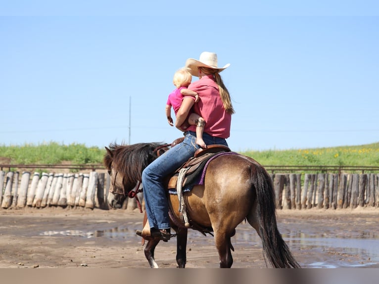 Gypsy Horse Mix Gelding 4 years 13.2 hh Buckskin in Thedford