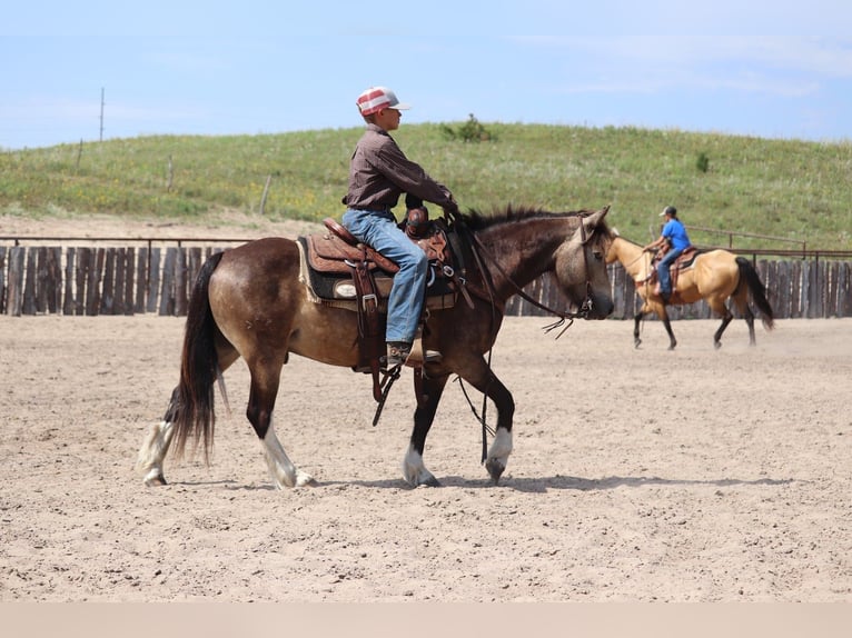 Gypsy Horse Mix Gelding 4 years 13.2 hh Buckskin in Thedford