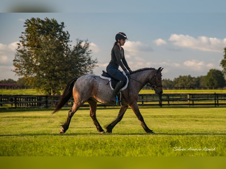 Gypsy Horse Mix Gelding 4 years 13,2 hh Roan-Bay in Ocala, FL