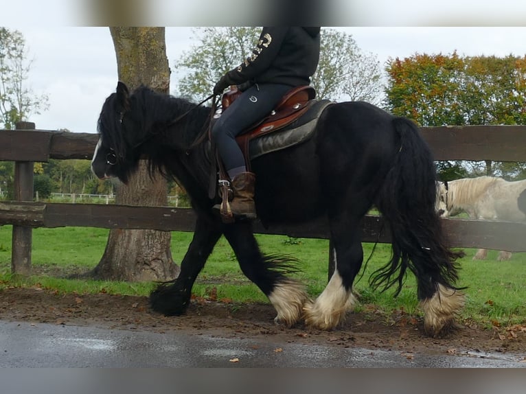 Gypsy Horse Gelding 4 years 13 hh Black in Lathen