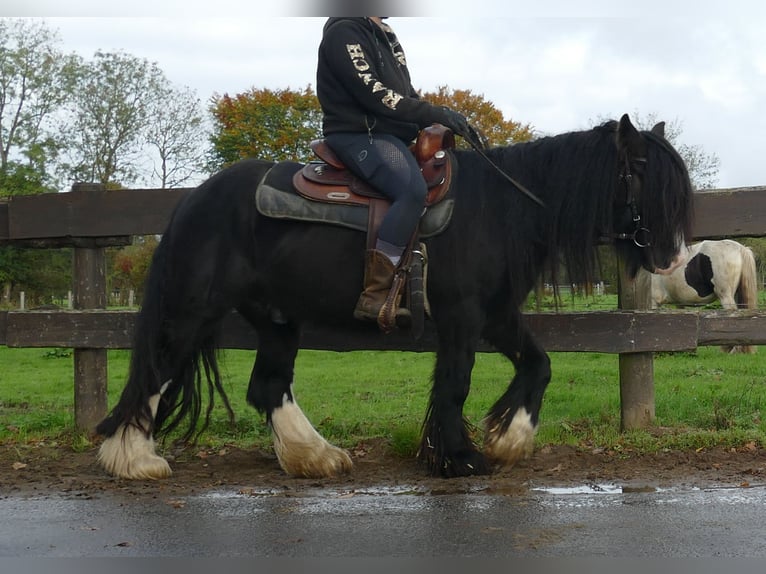 Gypsy Horse Gelding 4 years 13 hh Black in Lathen