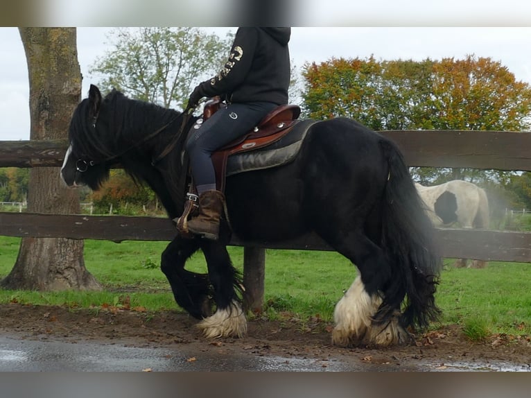 Gypsy Horse Gelding 4 years 13 hh Black in Lathen