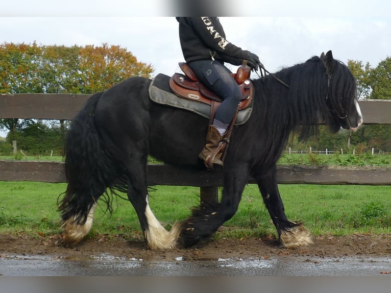 Gypsy Horse Gelding 4 years 13 hh Black in Lathen