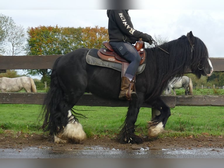 Gypsy Horse Gelding 4 years 13 hh Black in Lathen