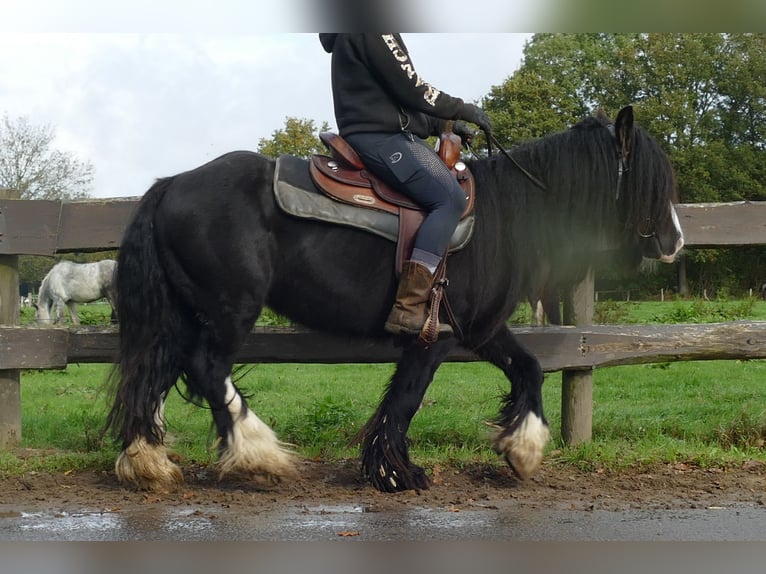 Gypsy Horse Gelding 4 years 13 hh Black in Lathen