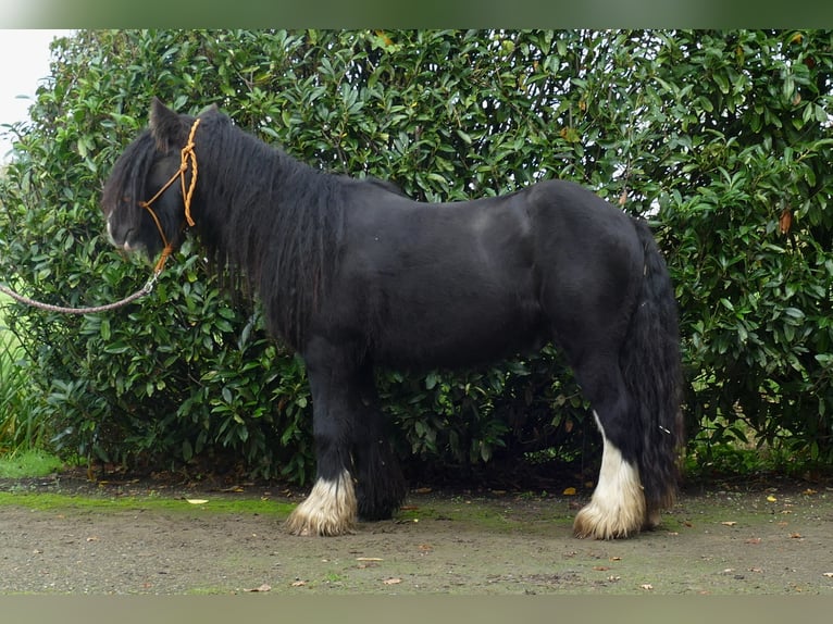 Gypsy Horse Gelding 4 years 13 hh Black in Lathen