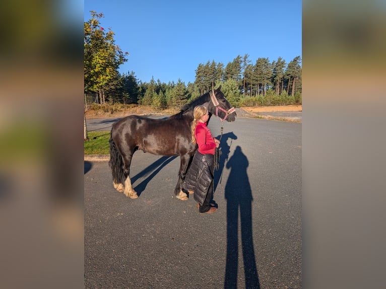 Gypsy Horse Gelding 4 years 13 hh Black in Ulricehamn