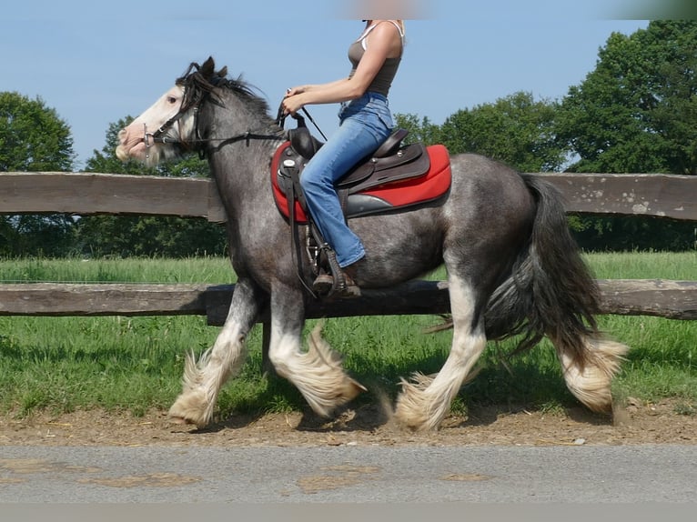 Gypsy Horse Gelding 4 years 13 hh Grey-Dark-Tan in Lathen