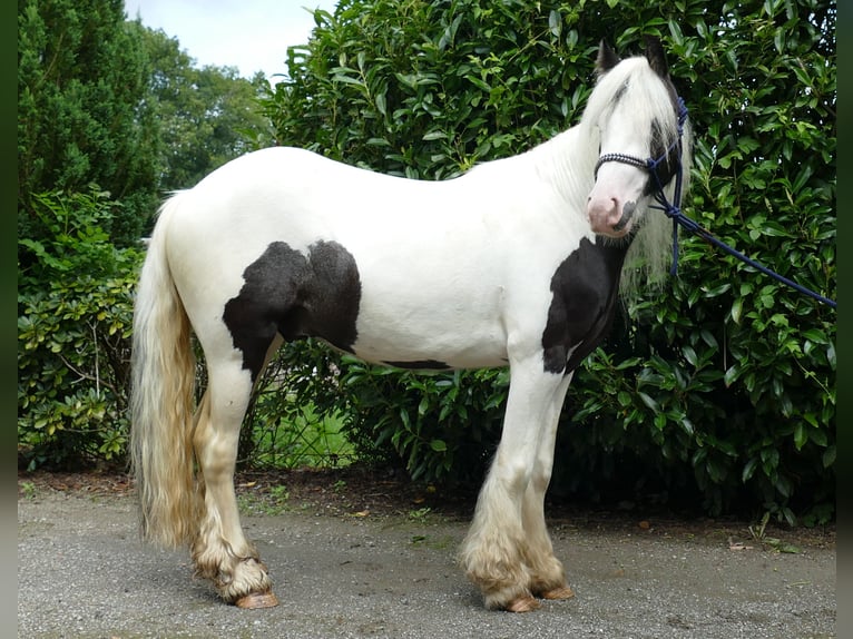 Gypsy Horse Gelding 4 years 13 hh Pinto in Lathen
