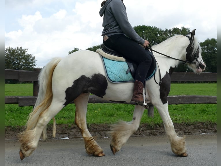 Gypsy Horse Gelding 4 years 13 hh Pinto in Lathen