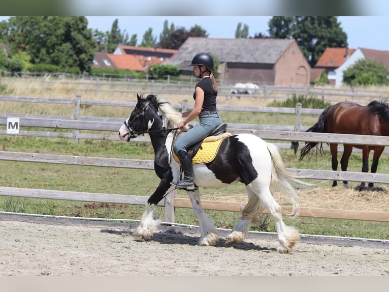 Gypsy Horse Gelding 4 years 13 hh Pinto in Pepingen