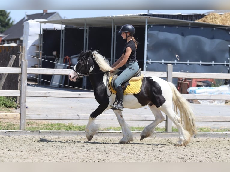Gypsy Horse Gelding 4 years 13 hh Pinto in Pepingen