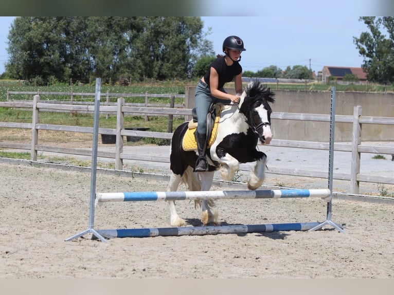 Gypsy Horse Gelding 4 years 13 hh Pinto in Pepingen