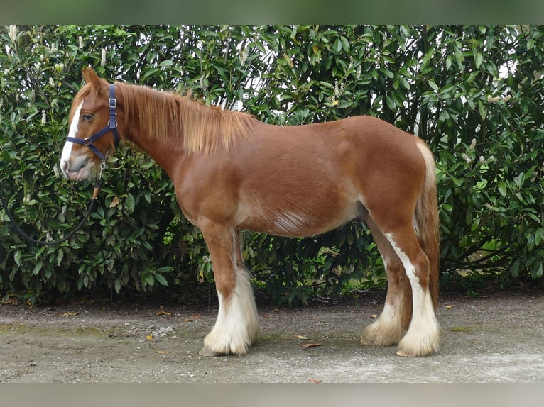 Gypsy Horse Gelding 4 years 13,1 hh Chestnut-Red in Lathen