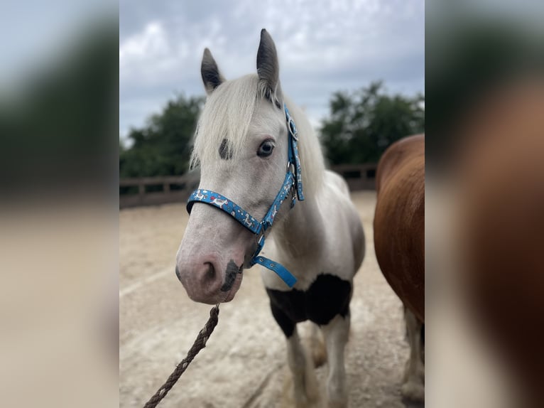 Gypsy Horse Gelding 4 years 13,1 hh Pinto in Trebbin