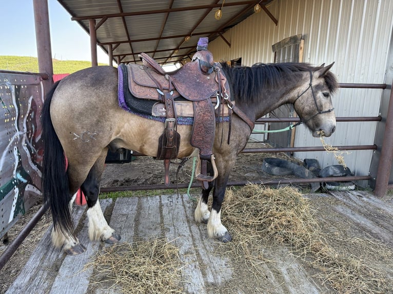 Gypsy Horse Mix Gelding 4 years 13,2 hh Buckskin in Thedford