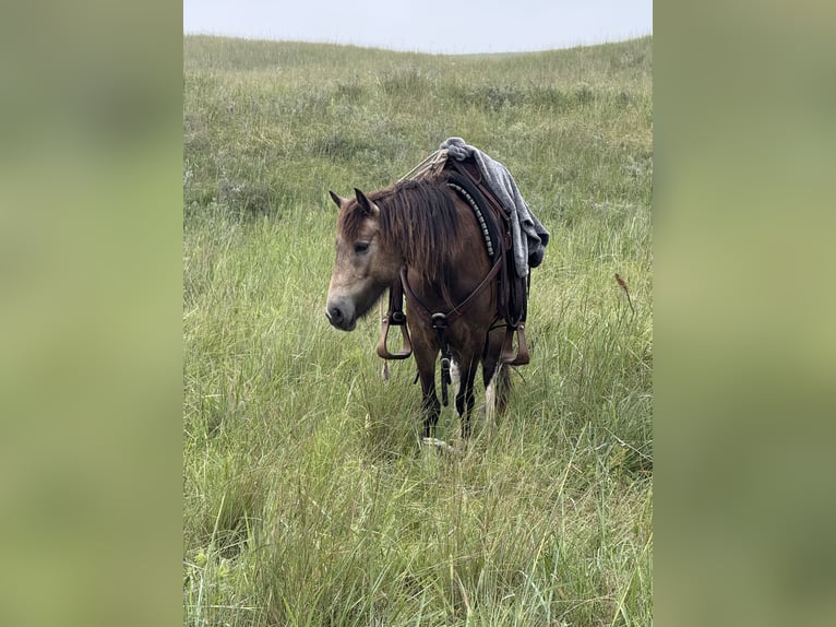 Gypsy Horse Mix Gelding 4 years 13,2 hh Buckskin in Thedford