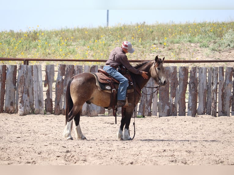 Gypsy Horse Mix Gelding 4 years 13,2 hh Buckskin in Thedford