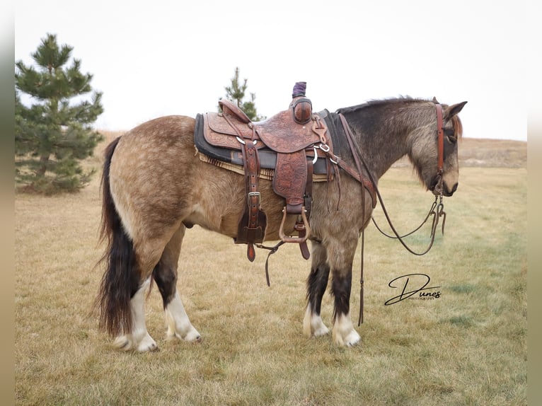 Gypsy Horse Mix Gelding 4 years 13,2 hh Buckskin in Thedford