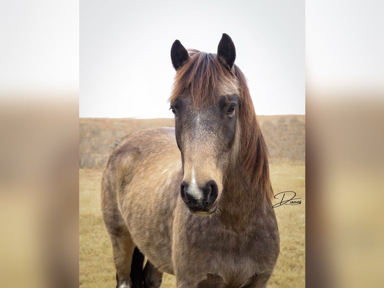 Gypsy Horse Mix Gelding 4 years 13,2 hh Buckskin in Thedford