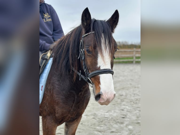 Gypsy Horse Gelding 4 years 13,3 hh Brown in Bogaarden