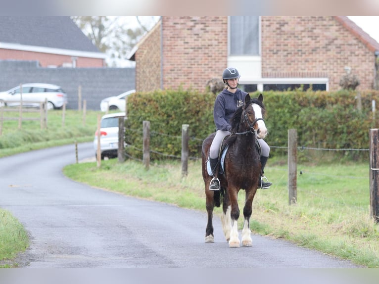 Gypsy Horse Gelding 4 years 13,3 hh Brown in Bogaarden