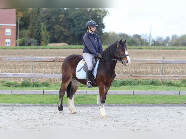 Gypsy Horse Gelding 4 years 13,3 hh Brown in Bogaarden