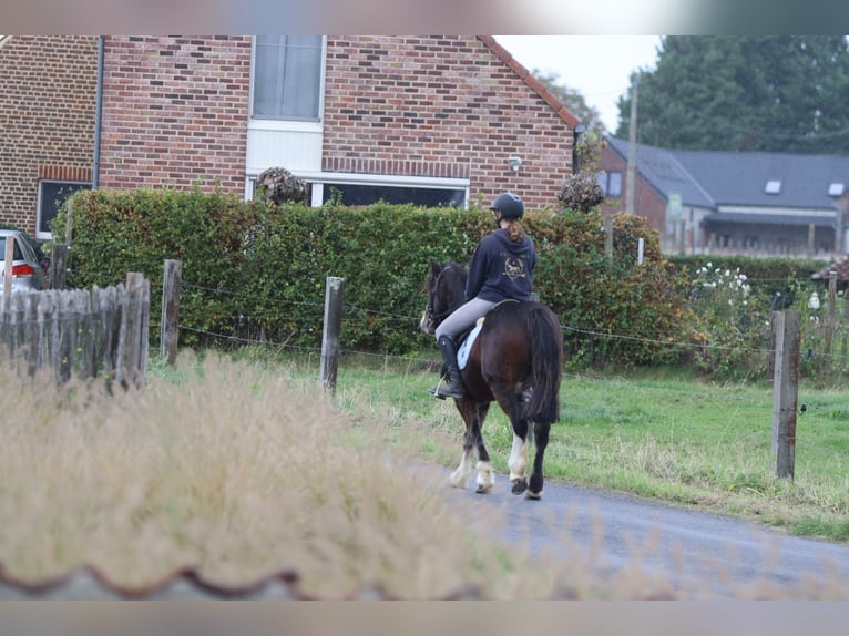 Gypsy Horse Gelding 4 years 13,3 hh Brown in Bogaarden