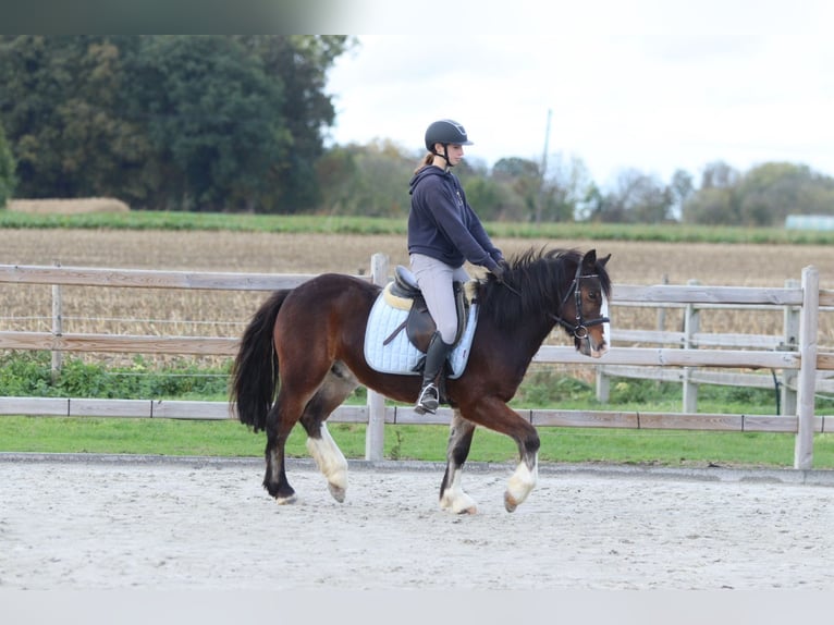 Gypsy Horse Gelding 4 years 13,3 hh Brown in Bogaarden